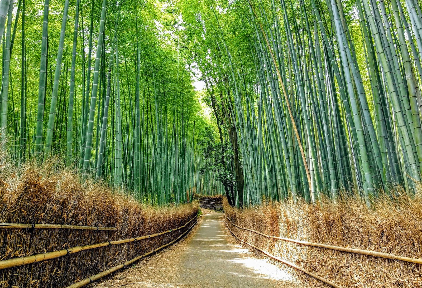 Ethereal places to visit in 2026 with misty forest and dreamlike travel scenery