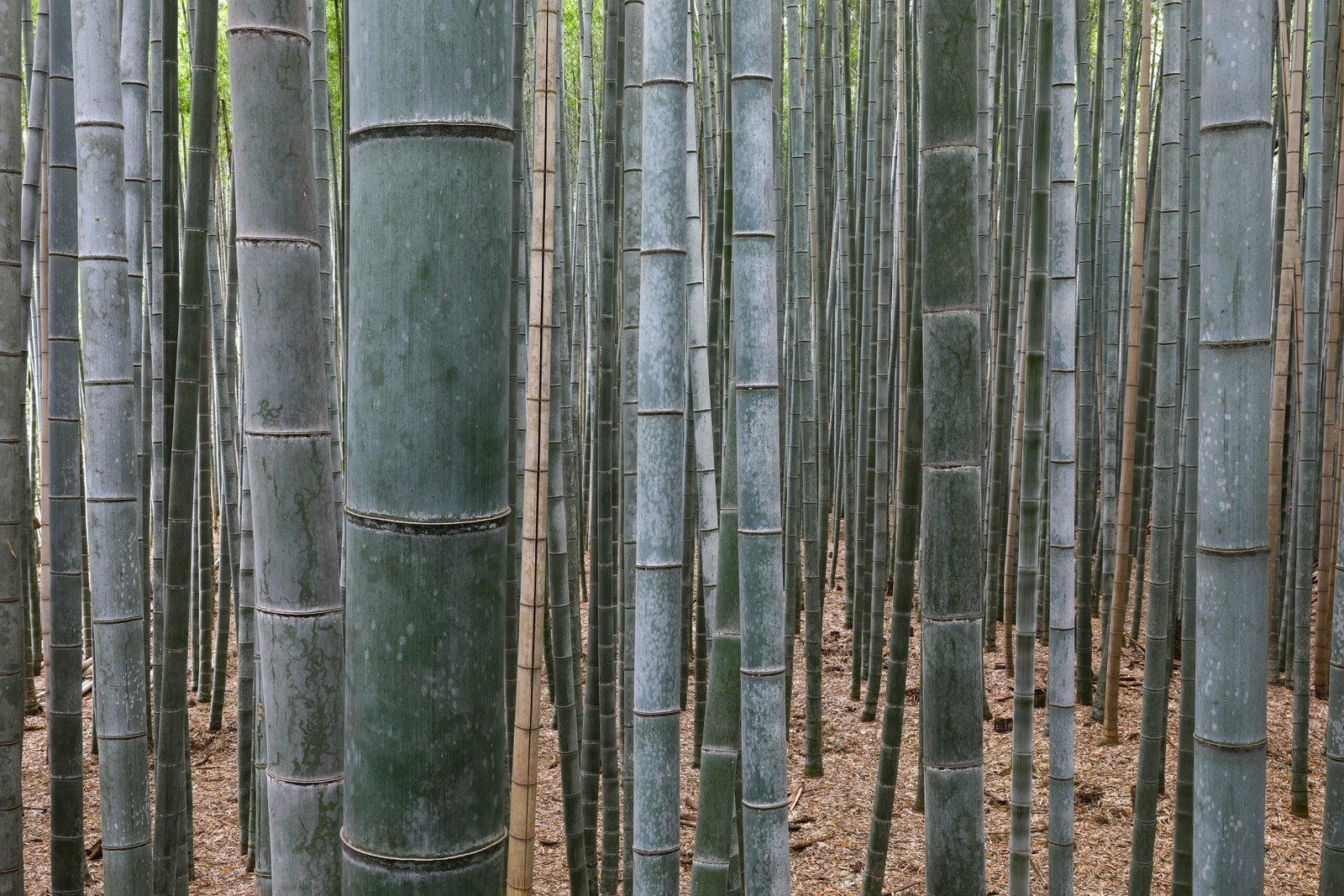 Kyoto Bamboo Forest mistake guide 2026 with tall green bamboo path in Arashiyama